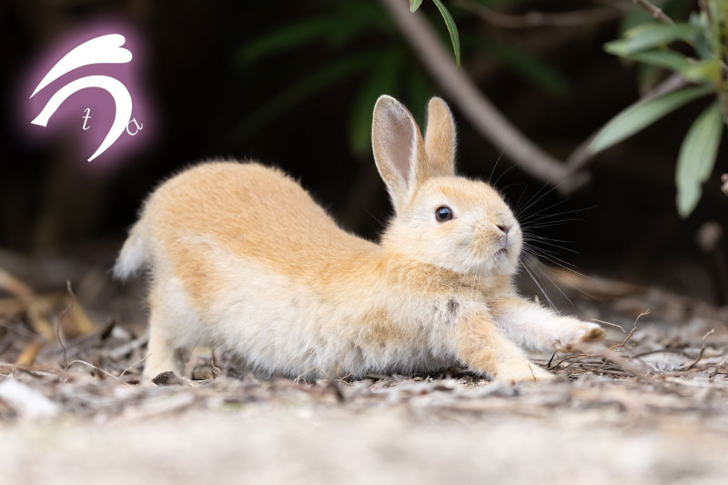 うさぎ写真家　uta tweet media