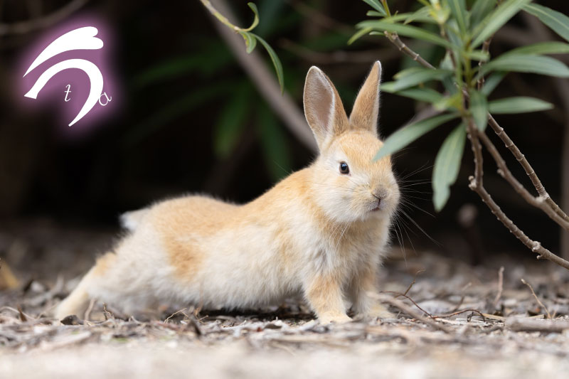 うさぎ写真家　uta tweet media