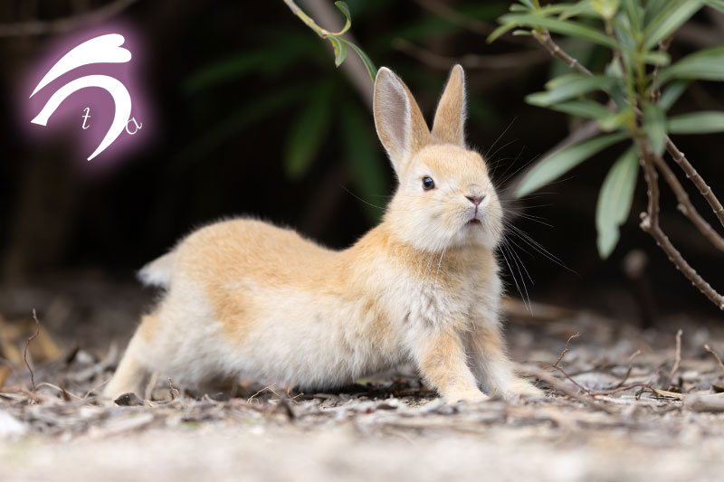 うさぎ写真家　uta tweet media