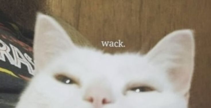 「 VEX | VTUBER | 🩸🛸 」 tweet media