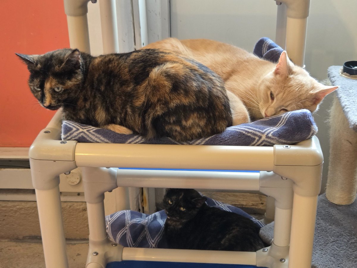 RappCatsAdopt's tweet image. How many cats do you see?
But let's also talk about how sweet Lizzy and Taz are snuggling together! 
#cats #snuggles #adoptable #Virginia