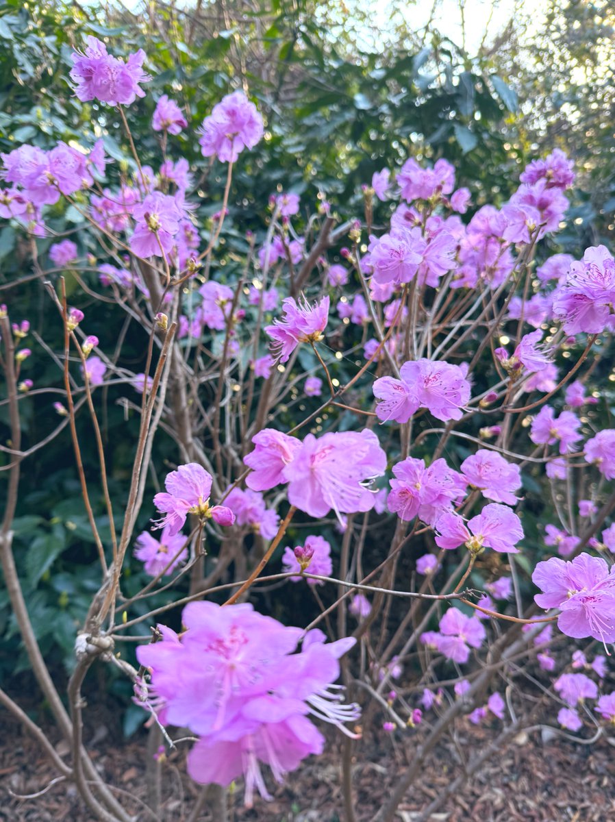 井上喜久子&スタッフ tweet media