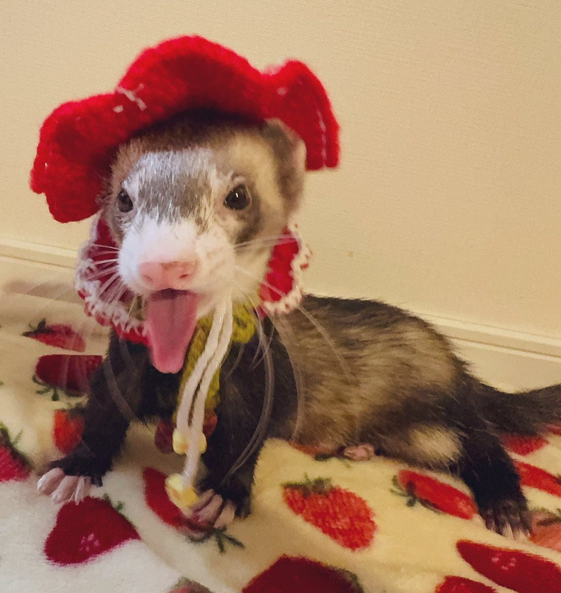 もぐ@5/10アニマルEXPO 2026 tweet media