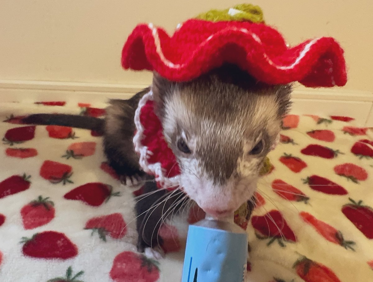 もぐ@5/10アニマルEXPO 2026 tweet media