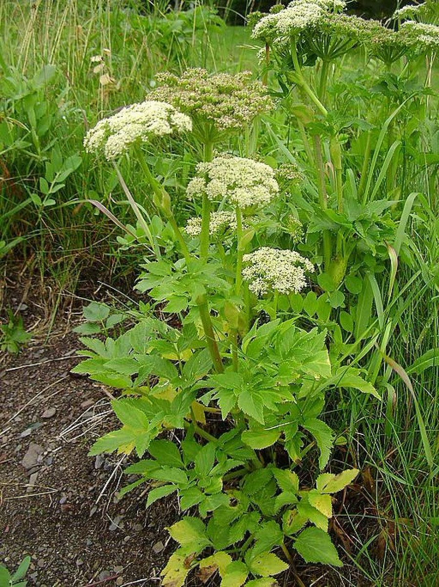 SilverIgloo tweet media