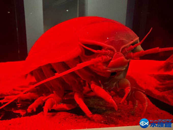 ☁️ io tweet media