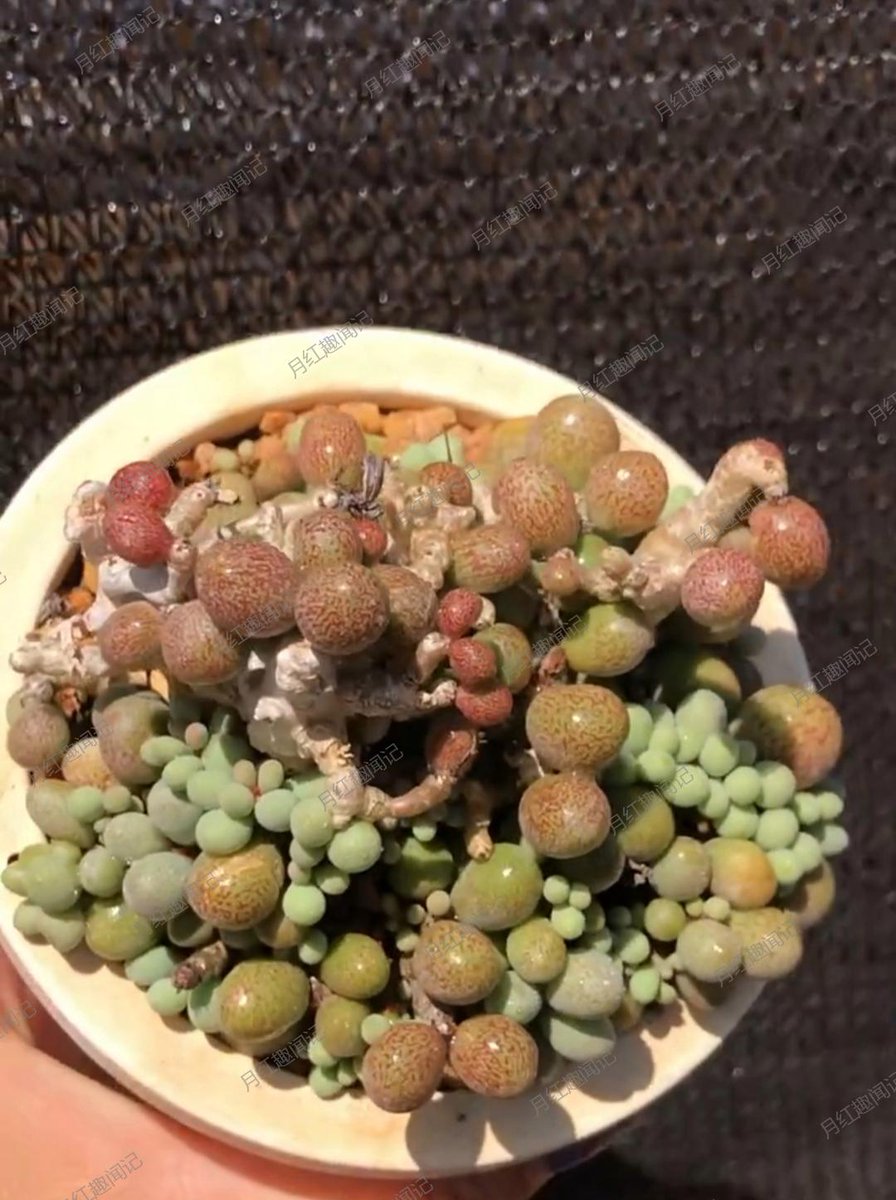 Victoria Bacon tweet media