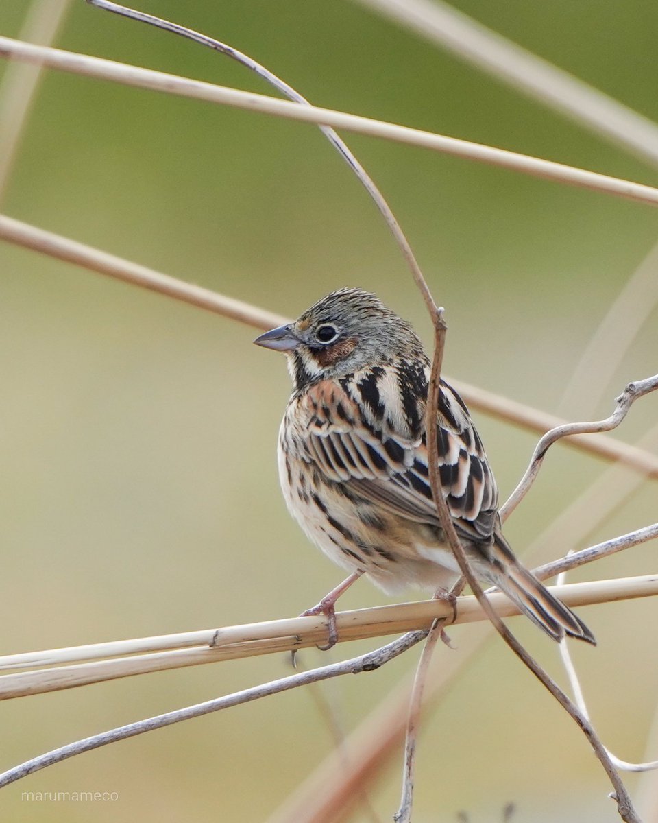 maru_mameco tweet media