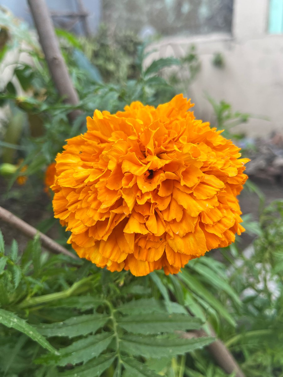 hrsanjaynegi's tweet photo. #Rainy Morning from #Doon 🌧️🌧️ https://t.co/wA3Fi8YPA1