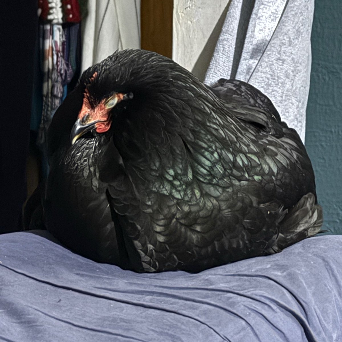 Life with Pigs tweet media