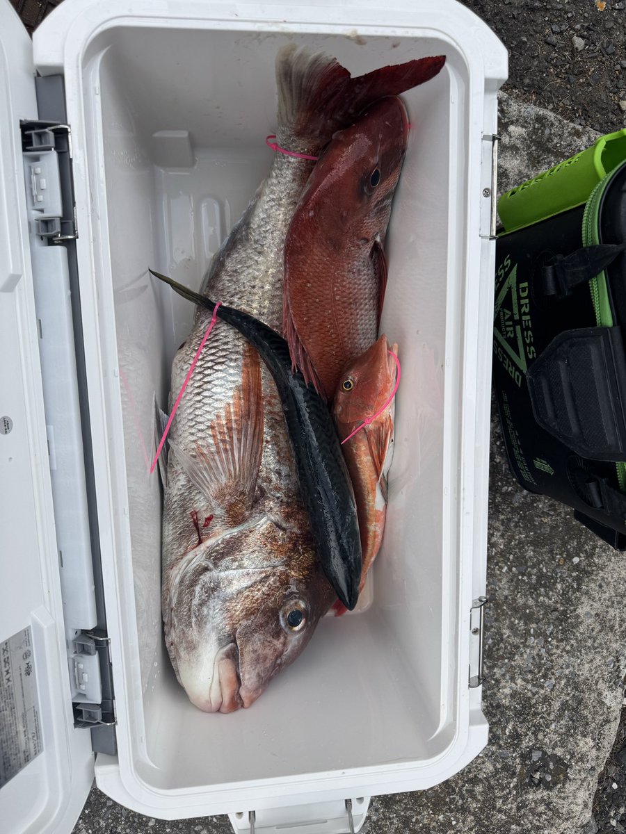 kashima1222's tweet photo. 流石のノッコミ時期！

67cm
3.94kg
のんちゃん丸 https://t.co/seBNoJjiPt