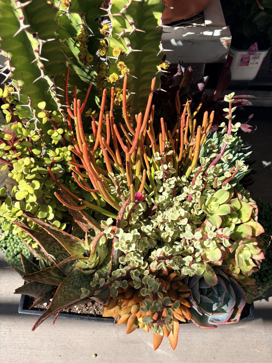 Potscapers tweet media