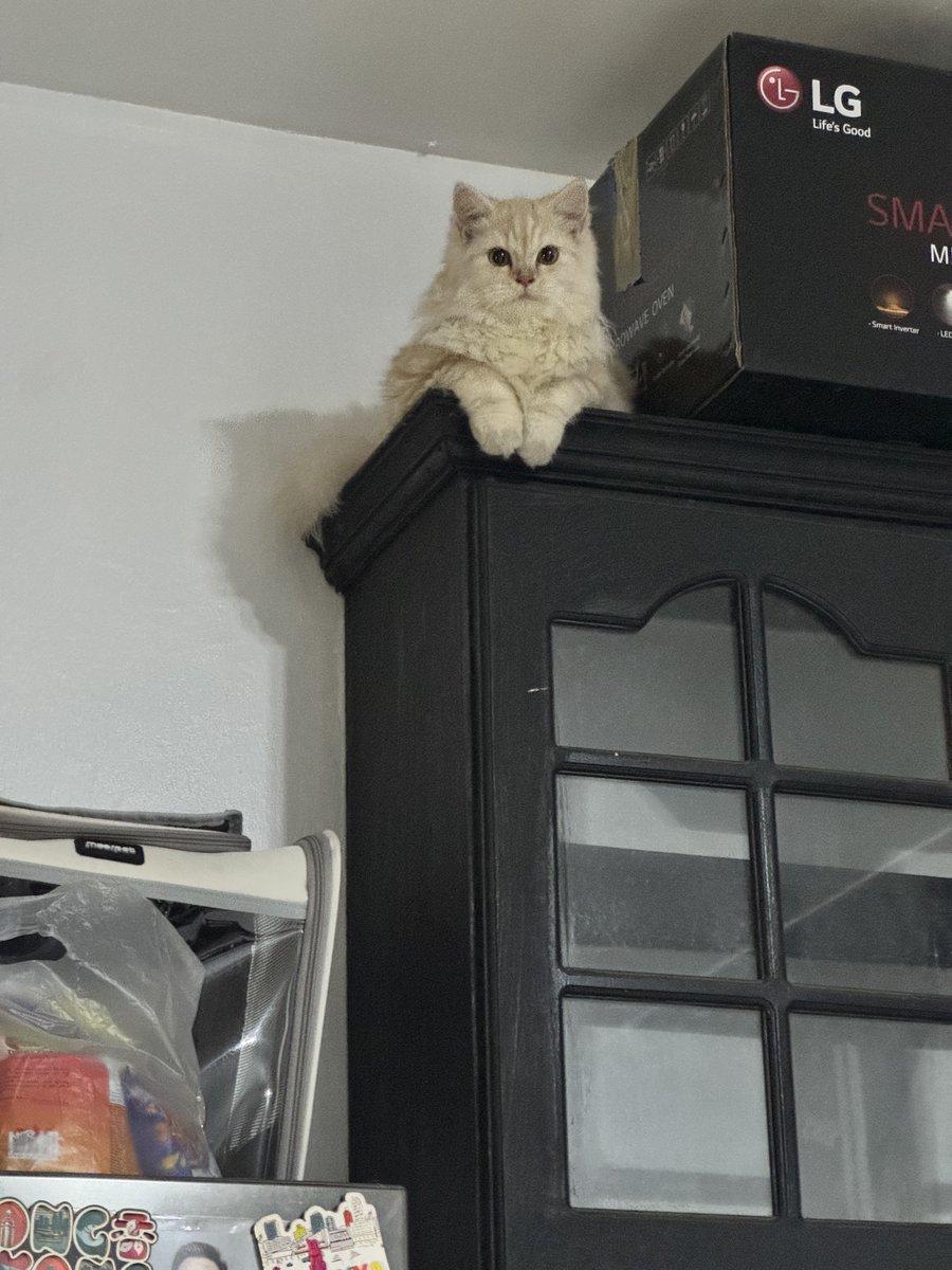 waffles 🧇 tweet media