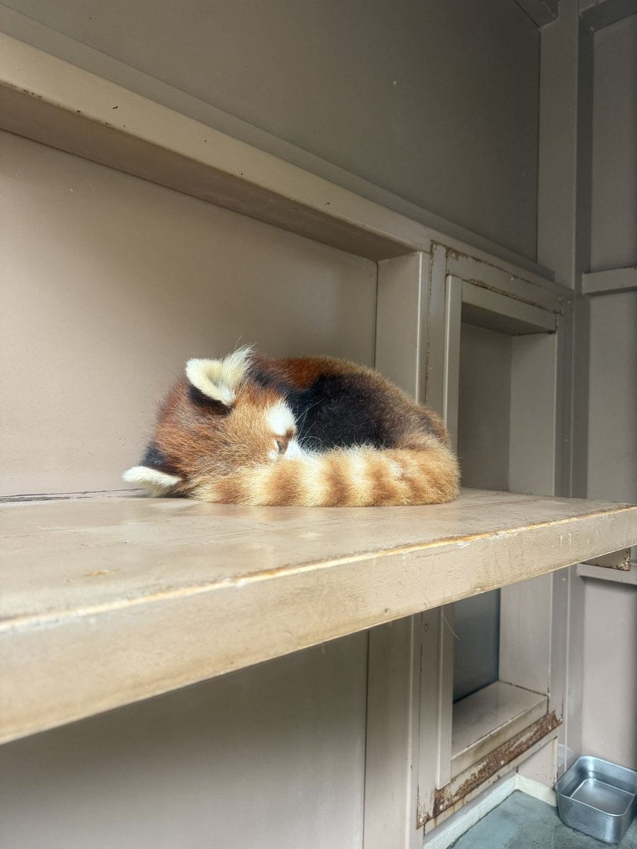 るん🐾 tweet media