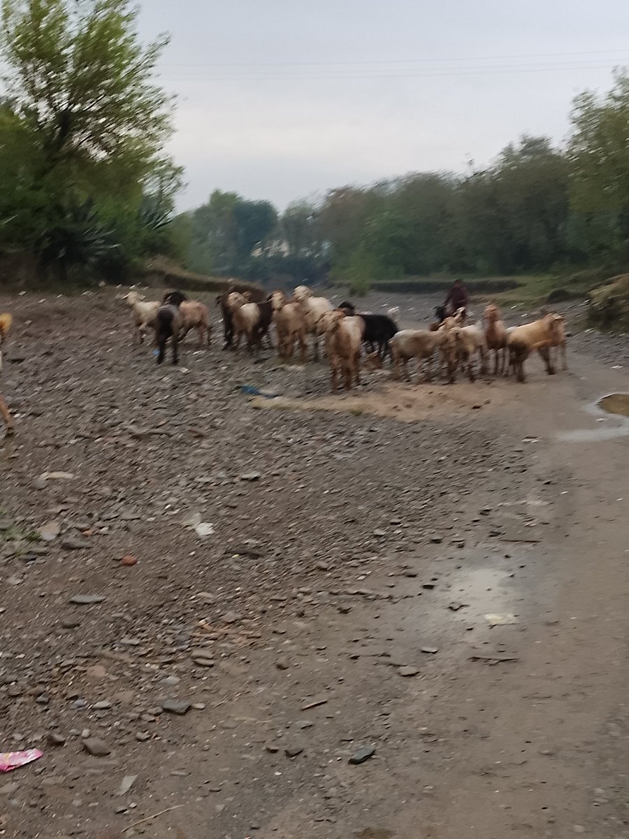 Tayyba Awan 🌸 tweet media