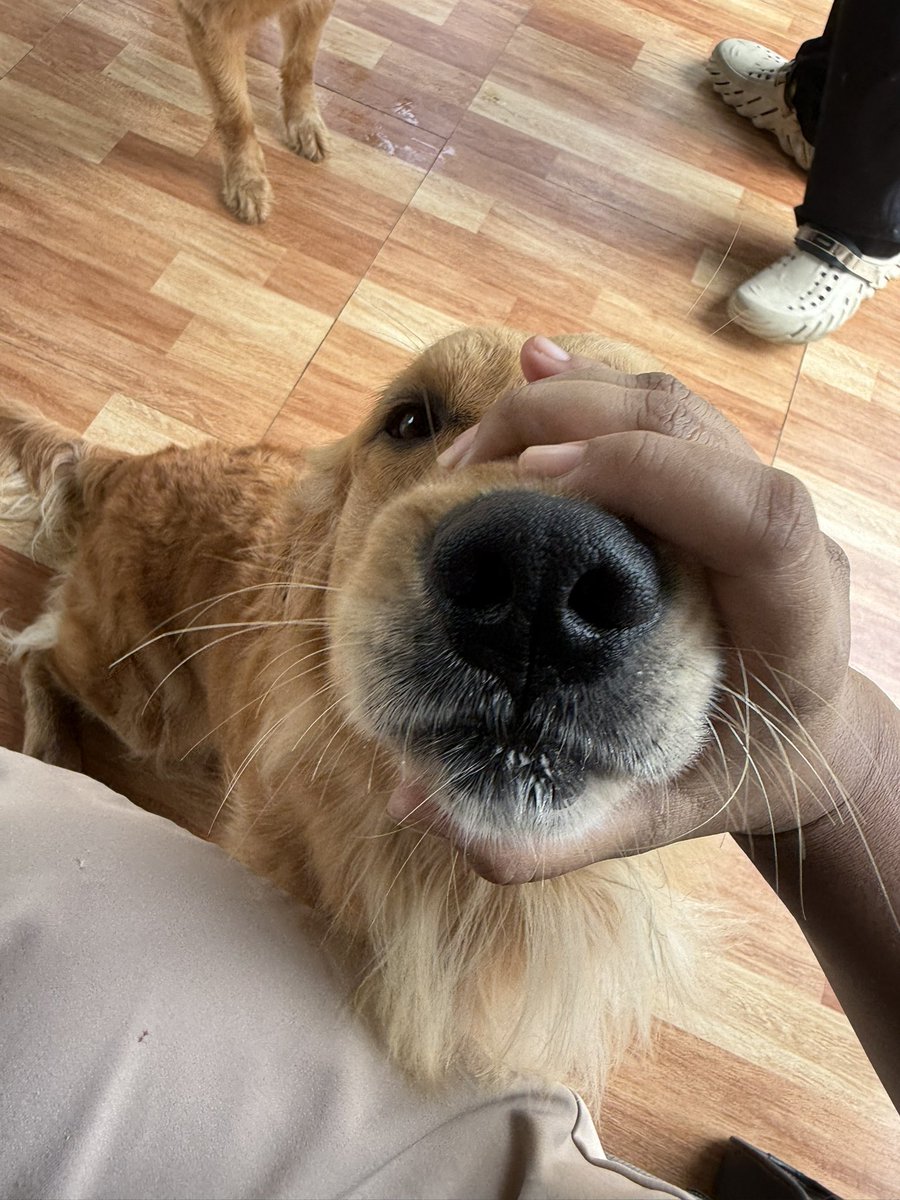 Good morning friends, Happy Thursday 🤩

We came to see our friends and they have beautiful dogs. 

Meet Biscuit, He always wants to play 🐕