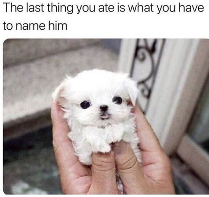 WholesomeMemes tweet media