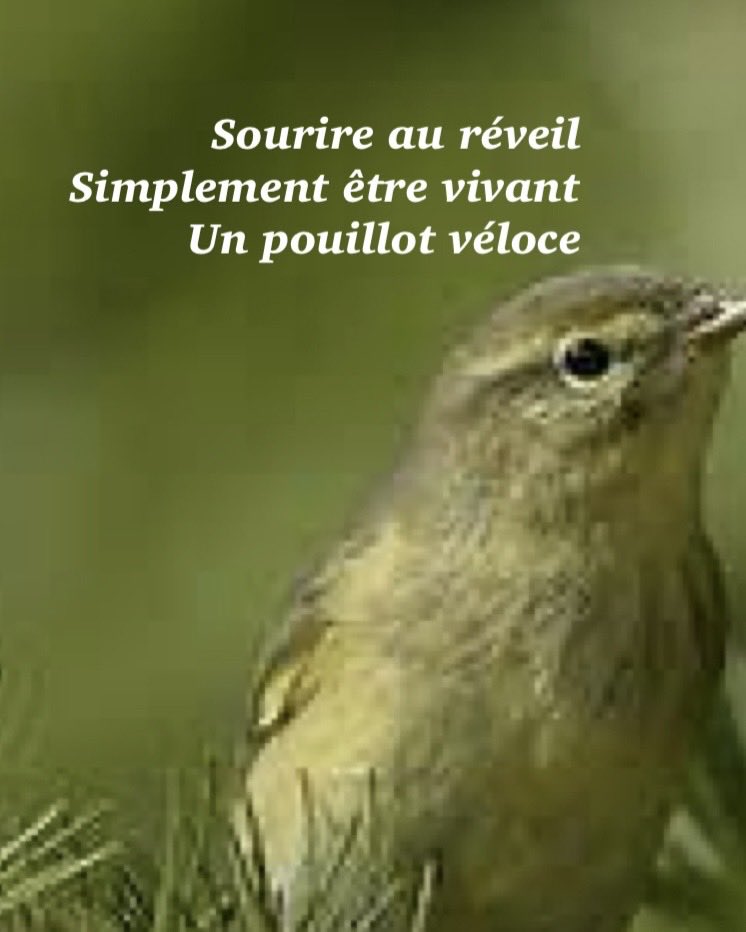 Jacques Mercier tweet media