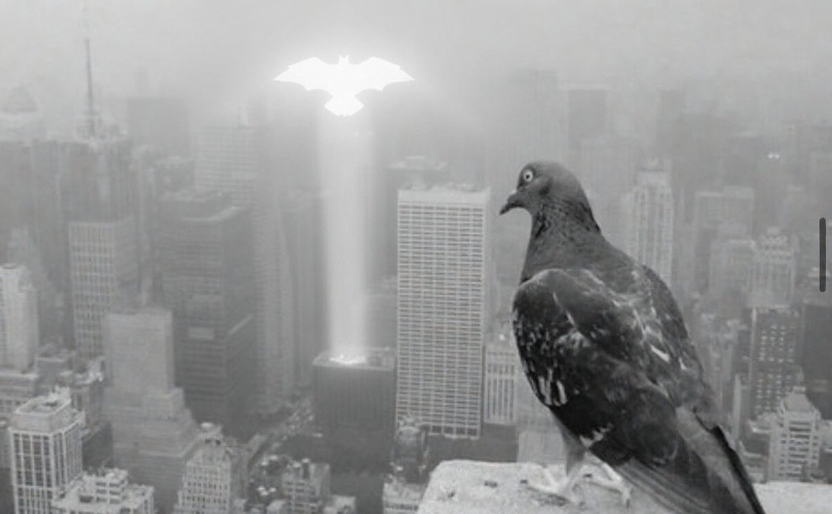 Pigeon Signal tweet media