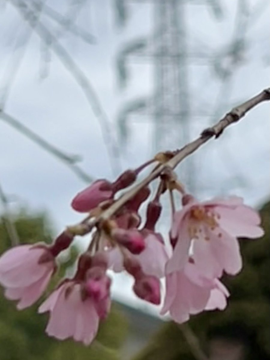 Chimu ⁷ (チム) ʙᴇ 🐥🐕💕 tweet media