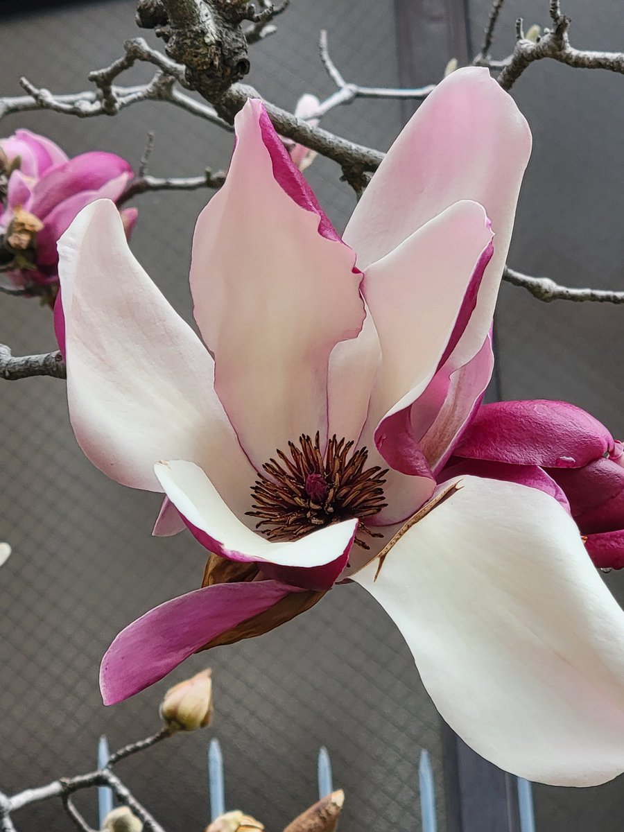 密花❁⃘*.ﾟ tweet media
