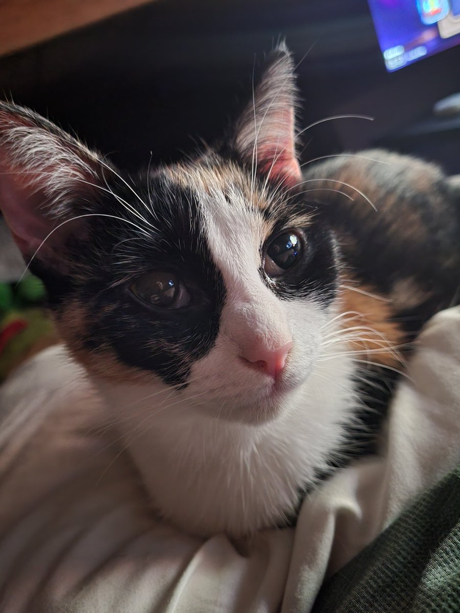 Flightless040 tweet media