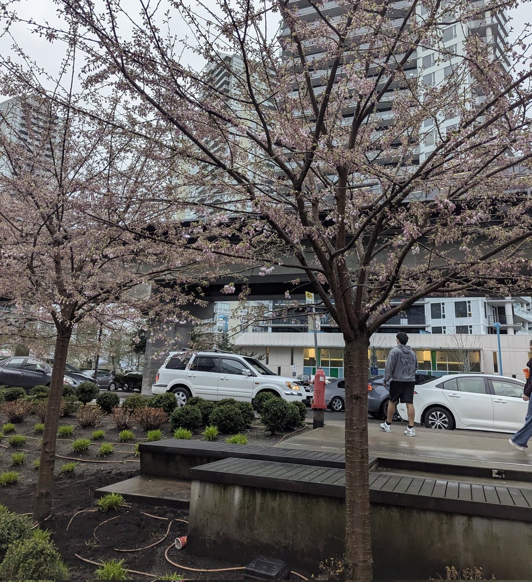 Giardian Angel tweet media