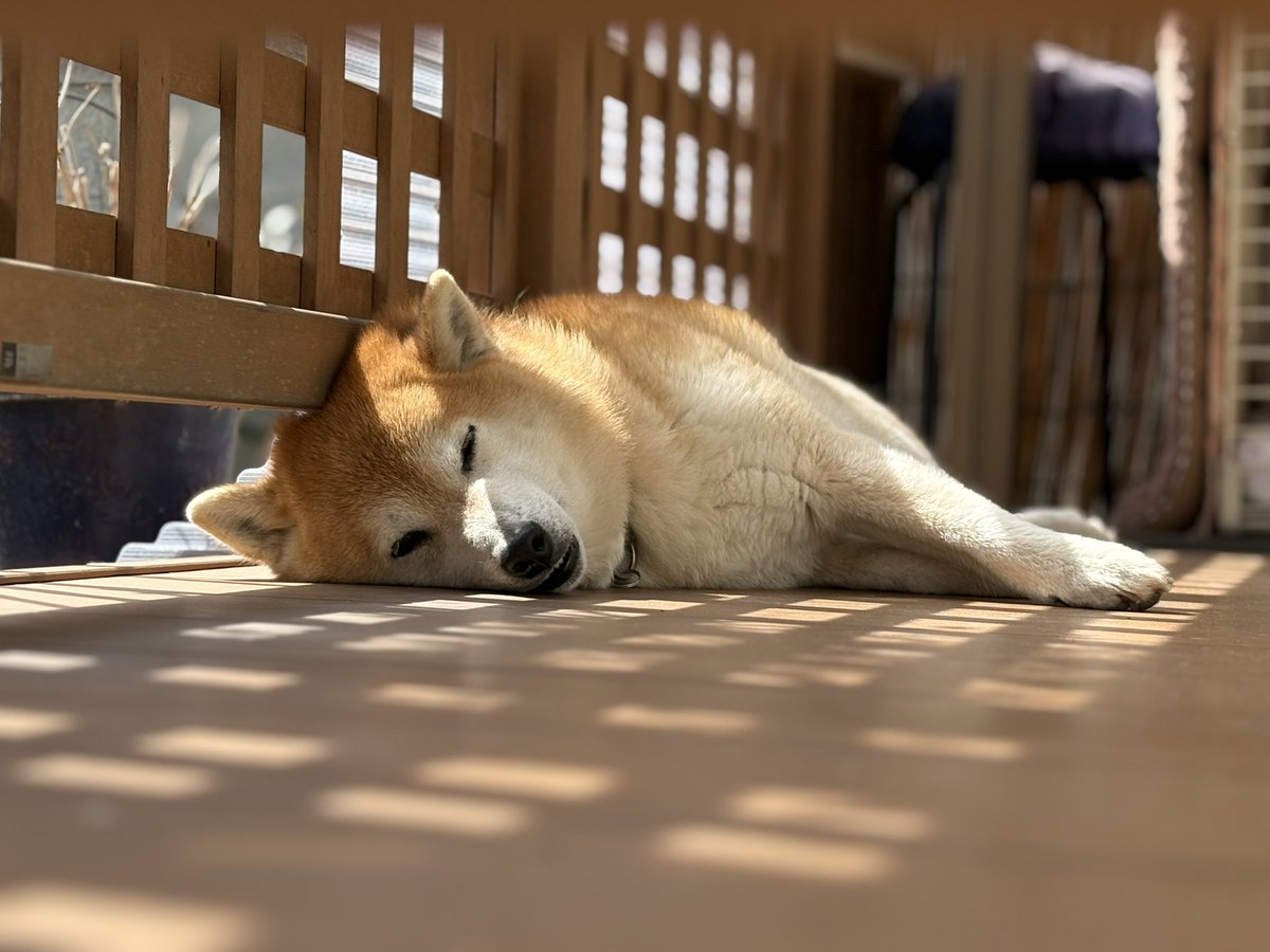 柴犬ちゃちゃ丸 (@ChaChamaru_03) / Posts / X