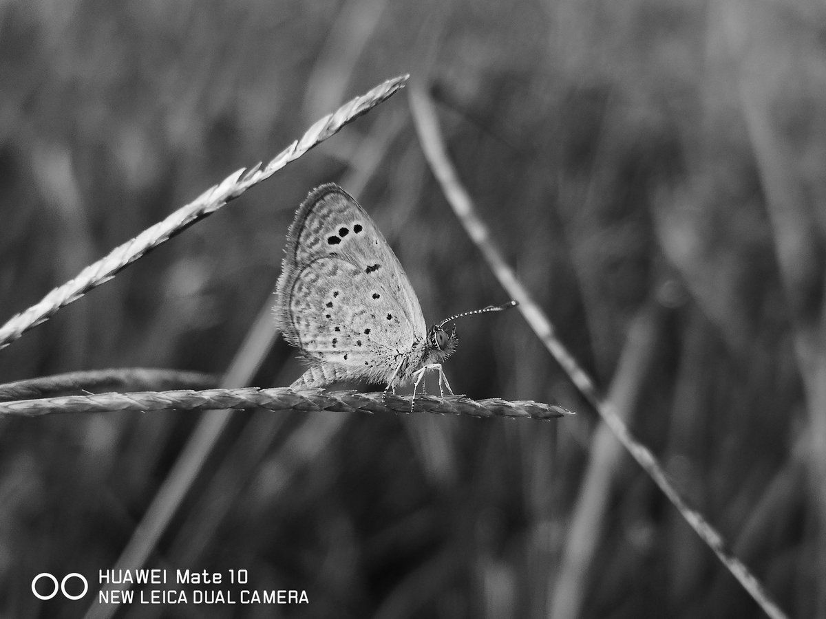 Yogeswaran14129's tweet photo. 20 MP Monochrome sensor 🖤
Shot on #huaweimate10
#mobilephotography #butterfly #nature #mobileclicks #shotonphone #huawei https://t.co/RUNUDirCOy
