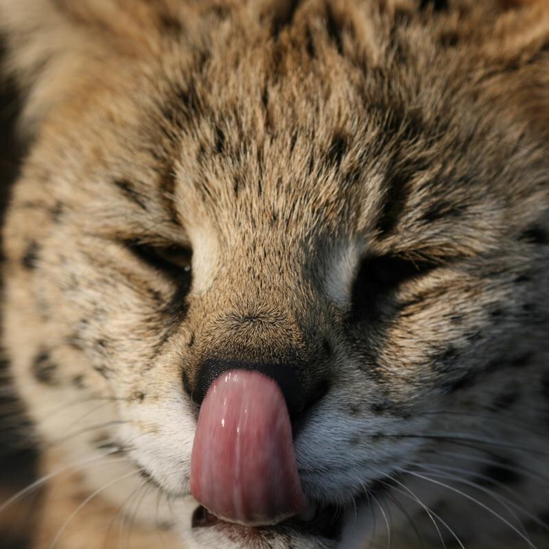 Max Citrullus Carcharodon tweet media