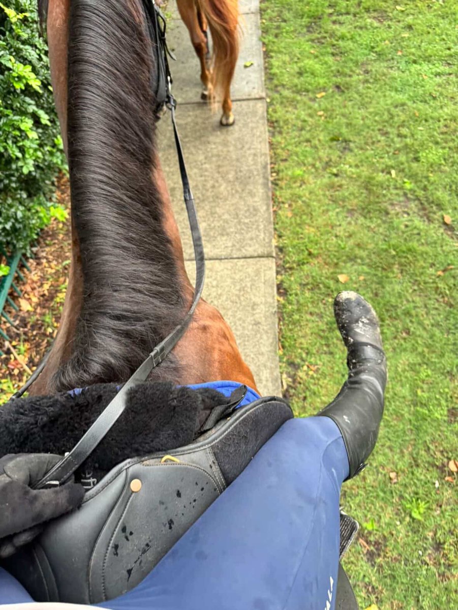 Queen Rider Scarlett tweet media