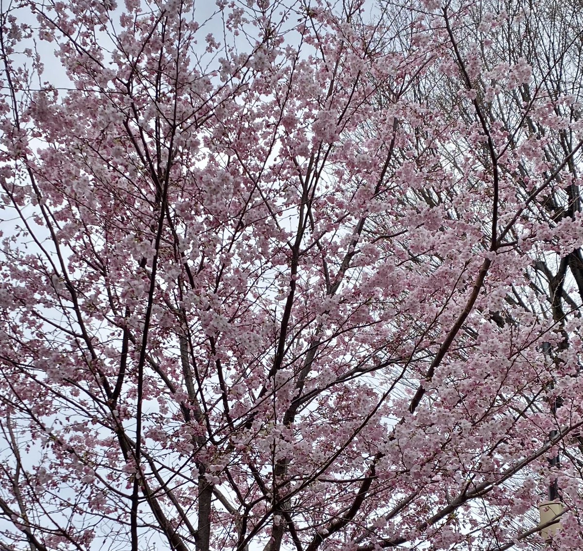 手術から1ヶ月経過したけど、まだおへそのジクジクが治らず☹️ そして、先週から各種病院通いも再開したから、忙しい毎日😵連休前に色々しなきゃだったのに朝イチで眼科行って、検査で瞳孔散大させたので、目が使いものにならなくて困った😇いつの間にこんな季節になってたの(笑)？🌸
年末から時が…🫠