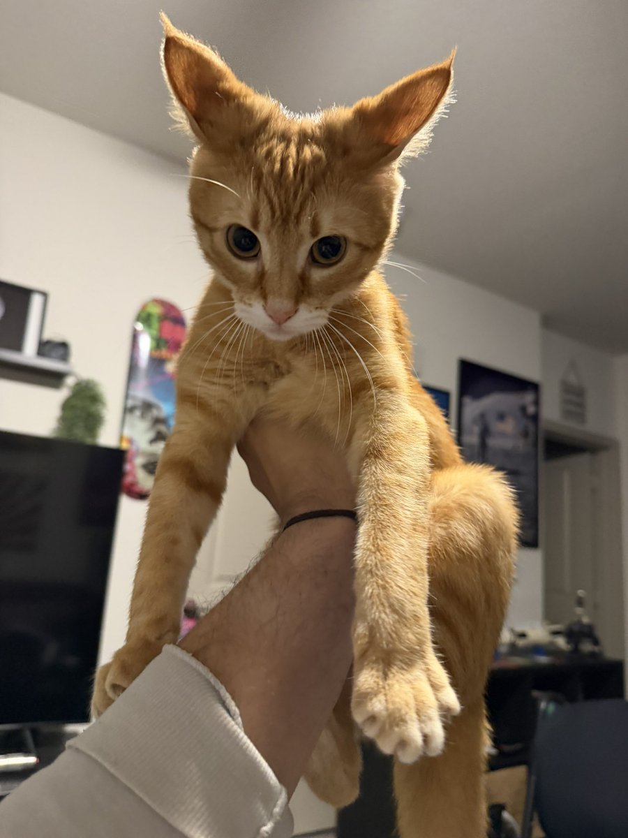 David Diebold 🚀 tweet media