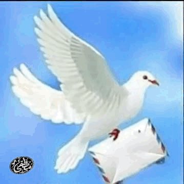 بلغيث العلياني tweet media