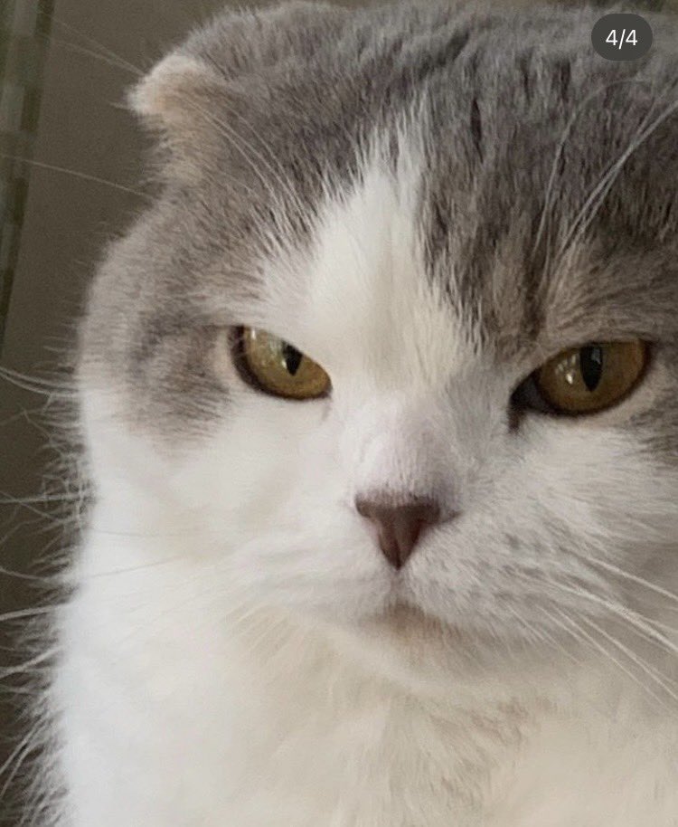 よく見ると猛禽類の目👀かも…