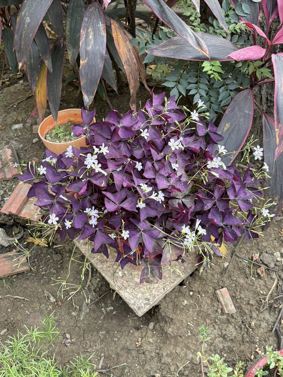 Adv. Vivek Thaokar tweet media