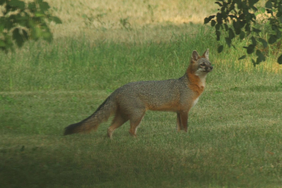 EricTheCat 🇺🇸 tweet media