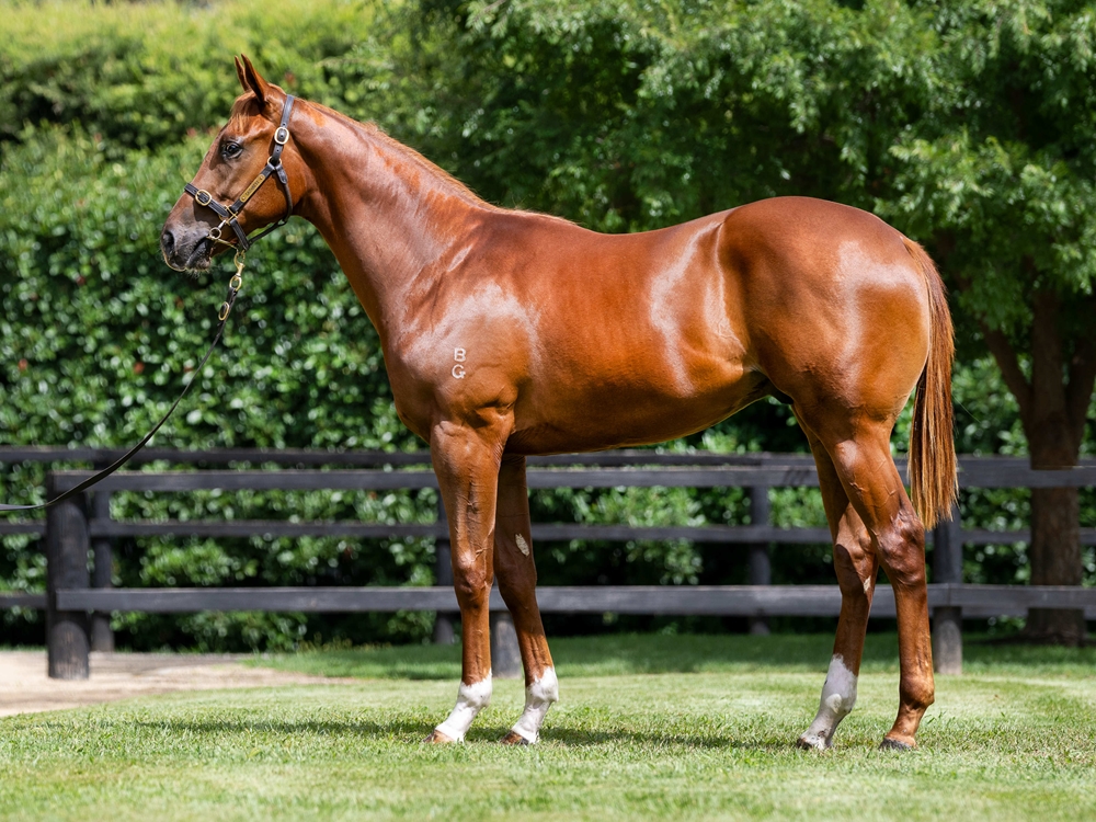 ANZ News tweet media