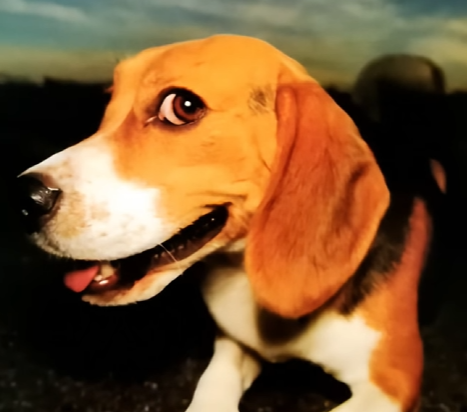 Rusher :) tweet media