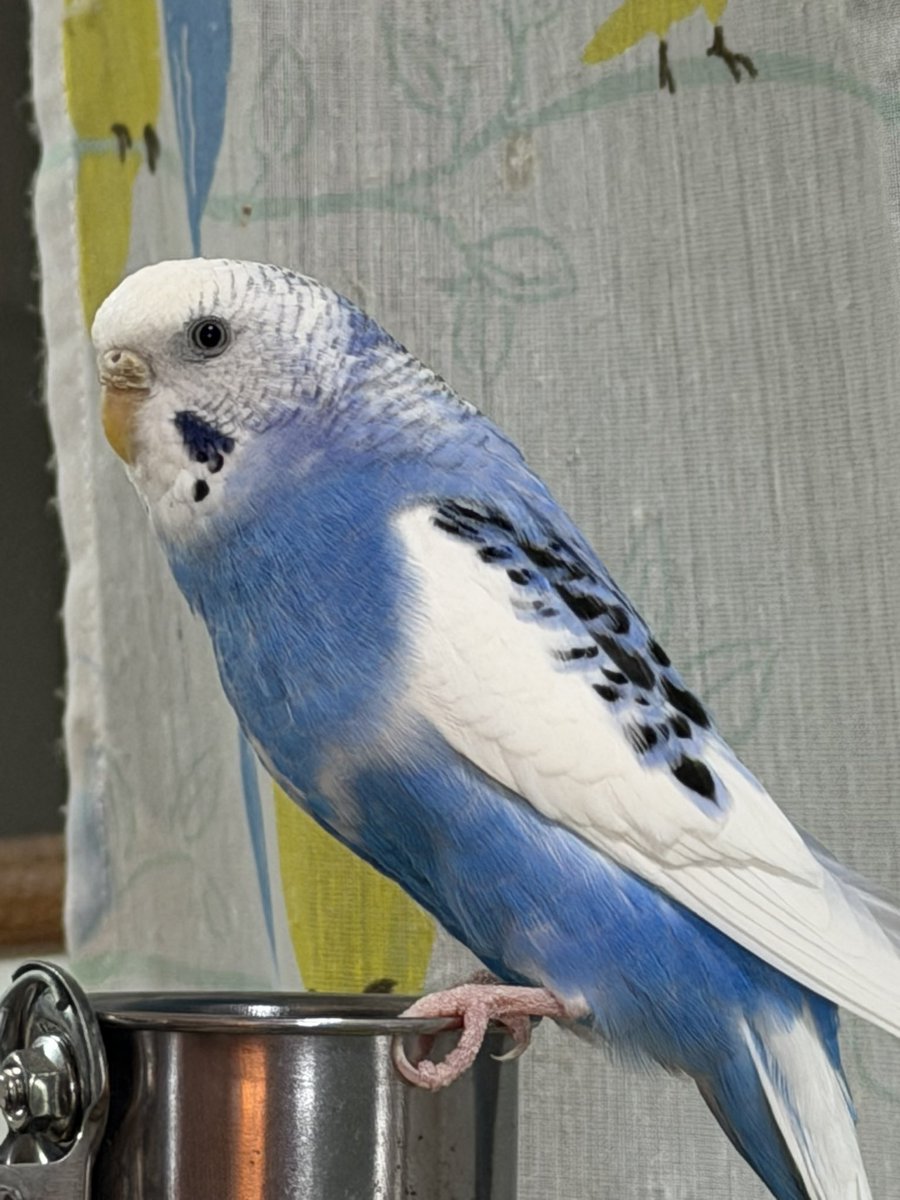 すえなな tweet media