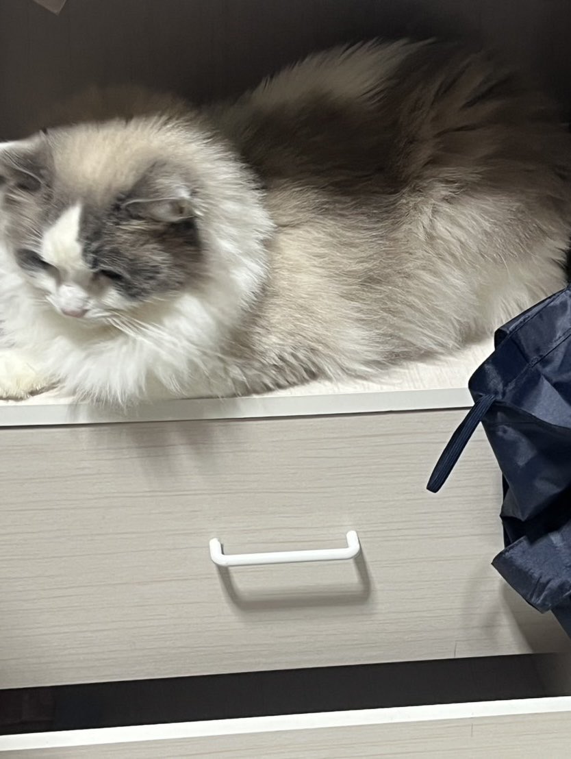 ピカロウ tweet media