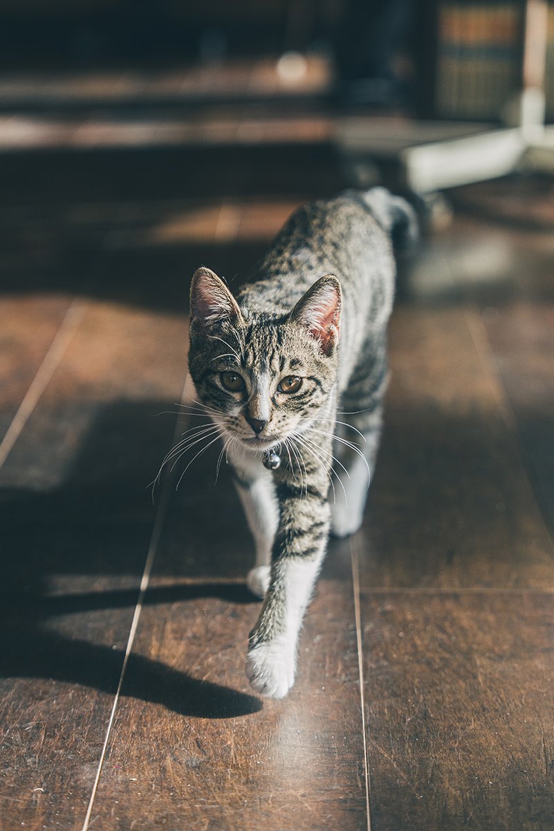 Sony | Alpha (Japan) tweet media