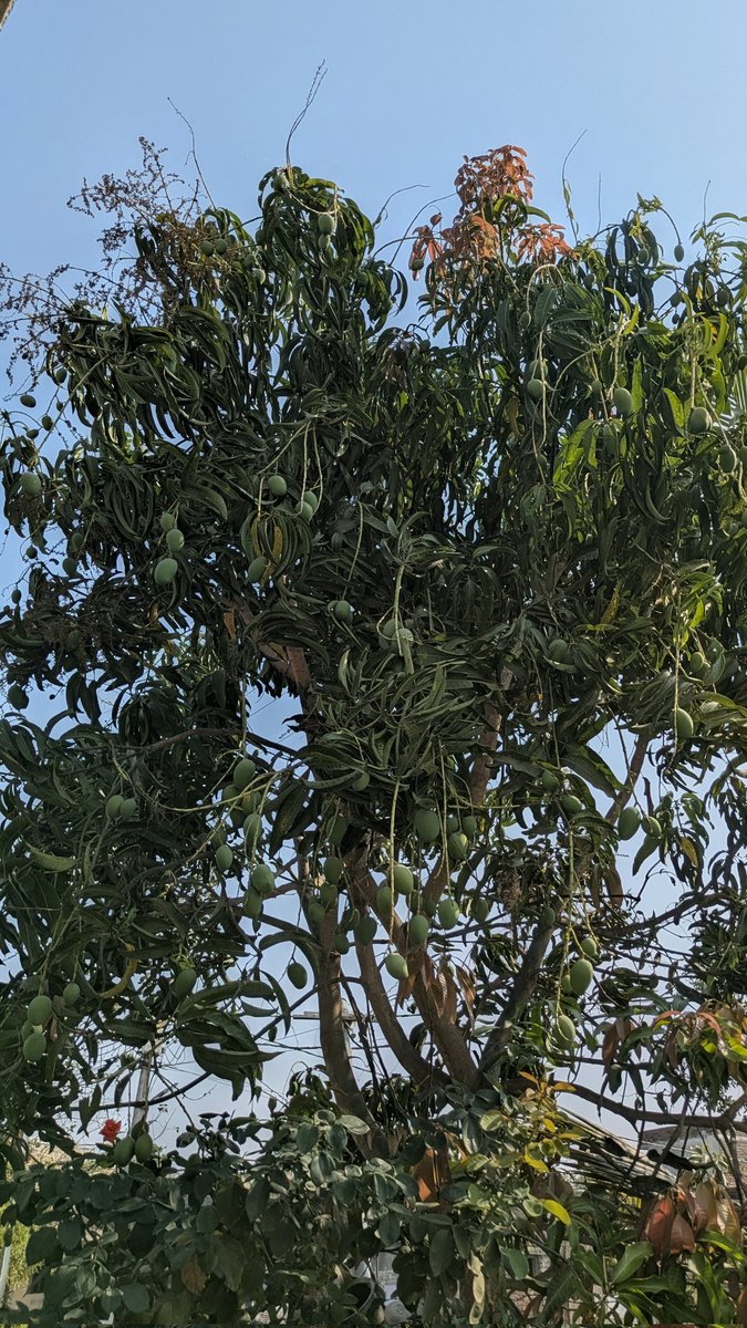 Vedant Reddy tweet media