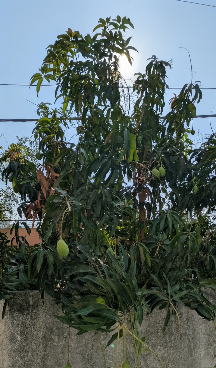 Vedant Reddy tweet media