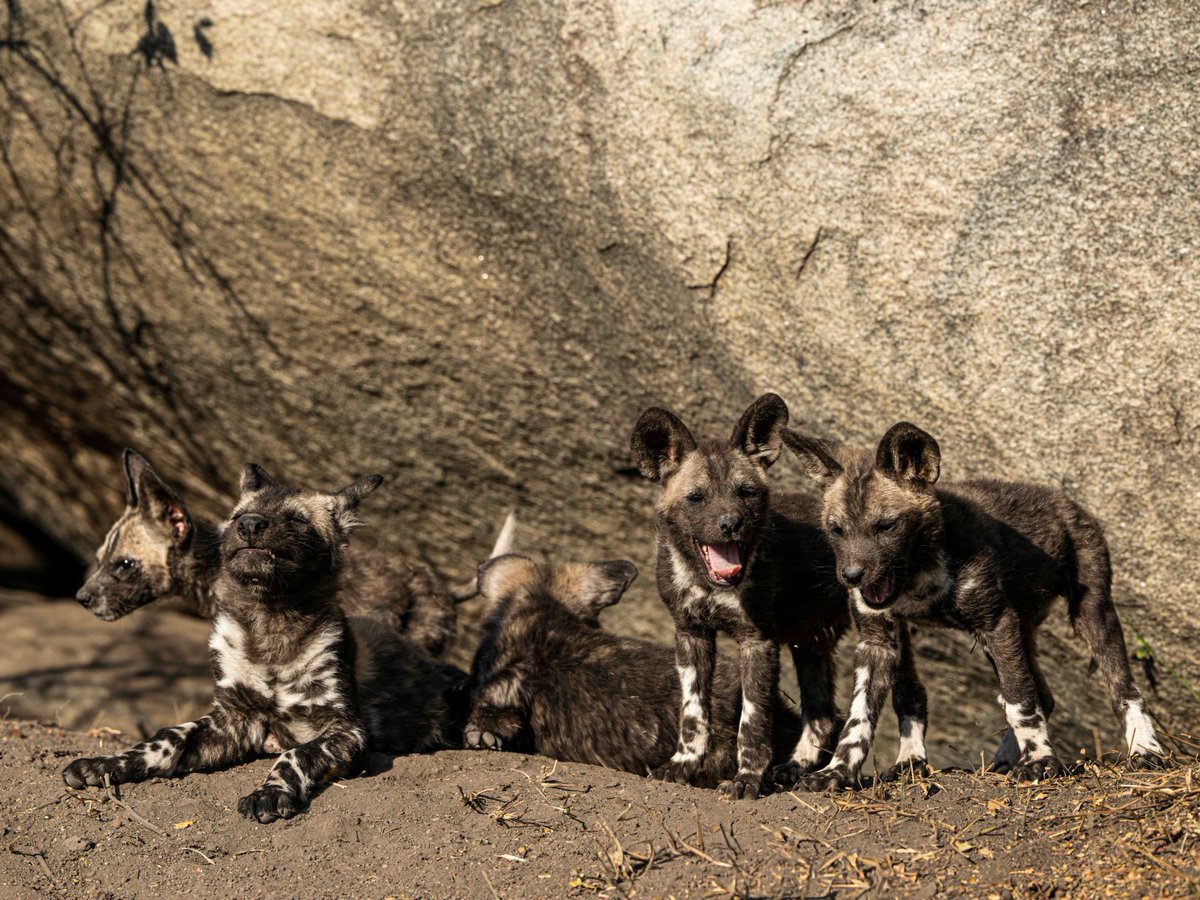 Jock Safari Lodge tweet media