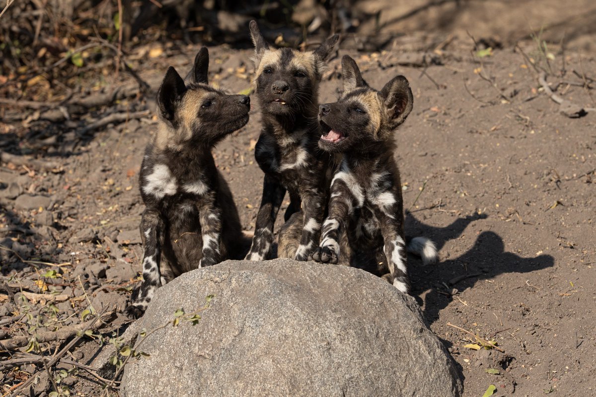 Jock Safari Lodge tweet media