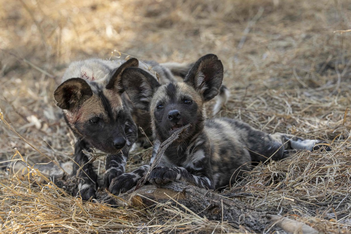 Jock Safari Lodge tweet media