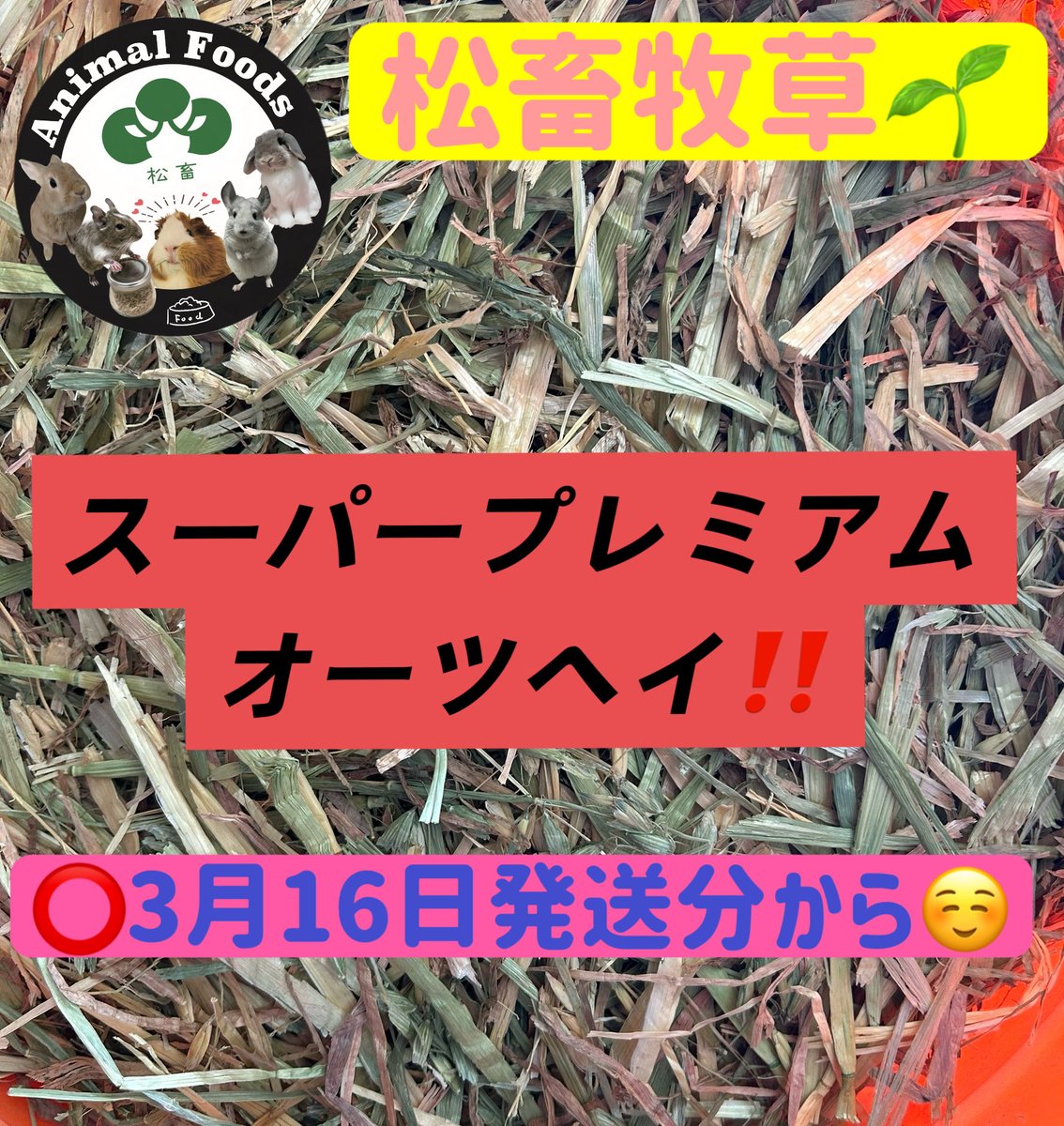 Animal_Foods's tweet photo. 松畜 Animal Foods入荷ロット‼️🌻
『松畜牧草 スーパープレミアム
オーツヘイ』🌿

3月16日発送分より🫡　

今回のロットは
🌱 パラパラ
🌱色見は黄色、緑、半々です！

松畜の売れ筋商品❣️
リピートのお客様かなり多いです😍
牧草選びでお悩みの方、是非お試ししてみて下さい🙏

⭕️オーストラリア産

#松畜AnimalFoods
#松畜
#松畜牧草
#オーツヘイ
#牧草選びにお困りの方

https://t.co/kZ2YdThDrJ

☝️楽天市場URL☝️
Amazon☞もチェック❣️
ヤフオク・ヤフーフリマ・ラクマで松畜牧草と検索🔍🌱