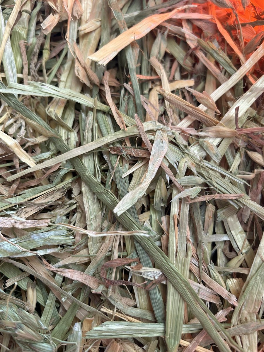 Animal_Foods's tweet photo. 松畜 Animal Foods入荷ロット‼️🌻
『松畜牧草 スーパープレミアム
オーツヘイ』🌿

3月16日発送分より🫡　

今回のロットは
🌱 パラパラ
🌱色見は黄色、緑、半々です！

松畜の売れ筋商品❣️
リピートのお客様かなり多いです😍
牧草選びでお悩みの方、是非お試ししてみて下さい🙏

⭕️オーストラリア産

#松畜AnimalFoods
#松畜
#松畜牧草
#オーツヘイ
#牧草選びにお困りの方

https://t.co/kZ2YdThDrJ

☝️楽天市場URL☝️
Amazon☞もチェック❣️
ヤフオク・ヤフーフリマ・ラクマで松畜牧草と検索🔍🌱