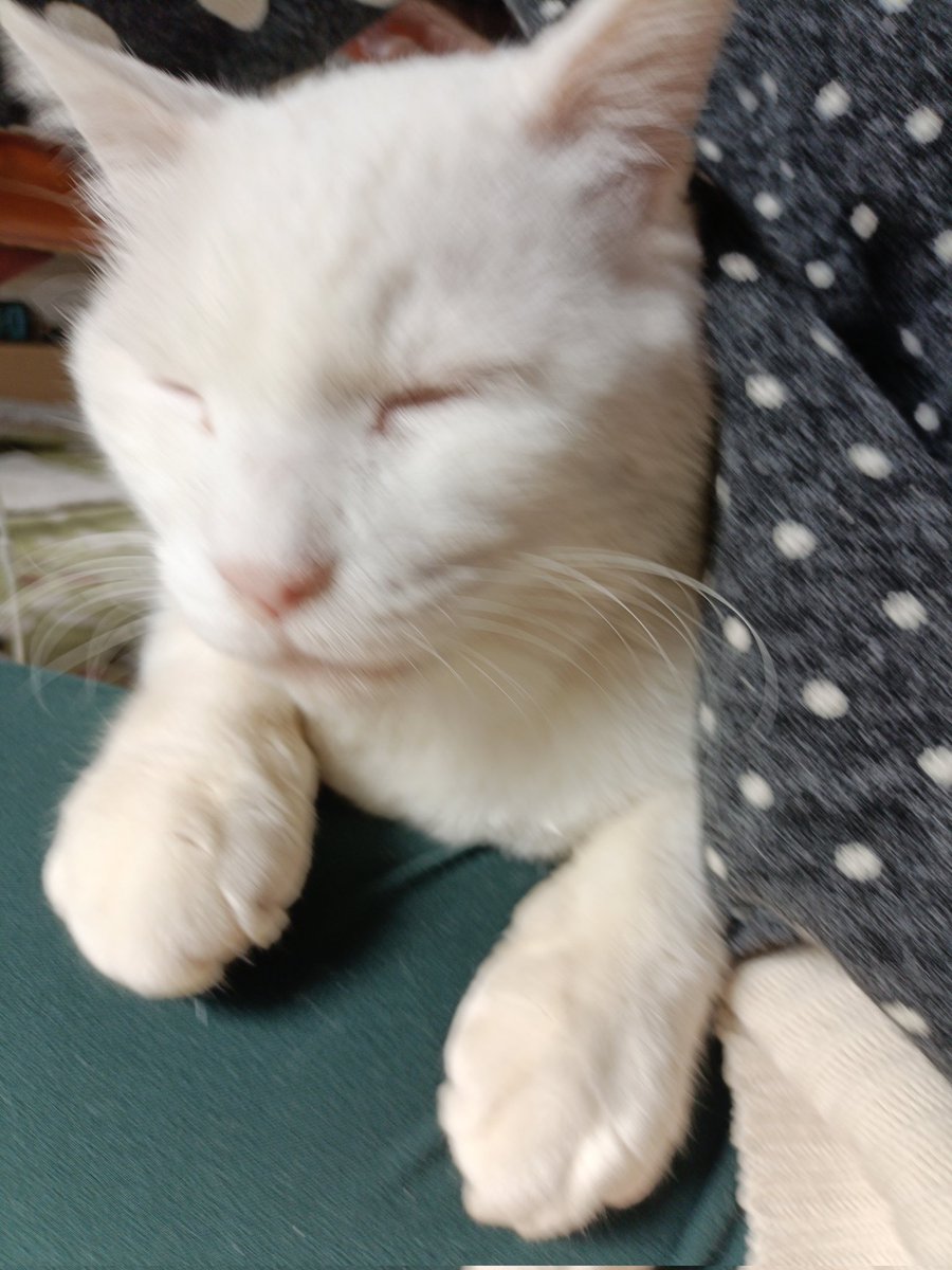 igonerico8's tweet photo. #平和を謳うなら無言で猫を貼れ https://t.co/YWpNK0qPPJ